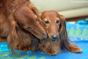 Basimek wkr&oacute;tce zostanie tatą w Łodzi