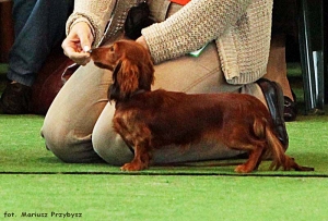 Shangri-La debiutuje na wystawie