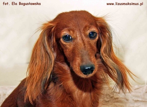 &Oacute;sme urodziny Aluzji