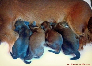 Basim został ponownie ojcem