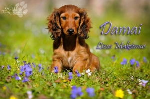 Wiosenne pozdrowienia od Damai