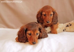 Maluchy z miotu E mają 7 tygodni