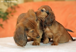 Spotkanie jamnik&oacute;w długowłosych kr&oacute;liczych i standardowych