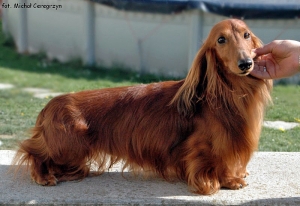 Aluzja zn&oacute;w będzie mamą