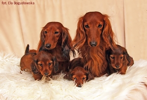 Basim, Cake i ich c&oacute;reczki