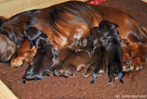 Basimkowi urodziły się dzieci w Katowicach