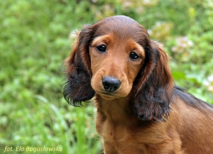 Wizyta u synk&oacute;w Basima i Ambicji