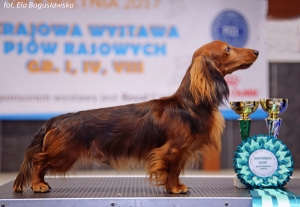 Jamniki na wystawie ps&oacute;w w Nadarzynie