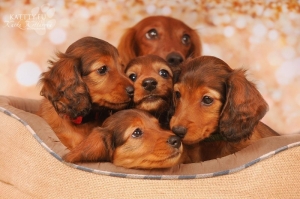 Świąteczna sesja szczeniąt Shergola i Abbey