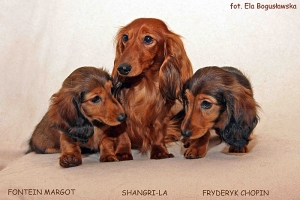 Shangri-La i dzieci Shergola