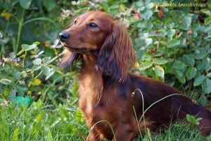 Shergol i Amy na wystawie w Warszawie