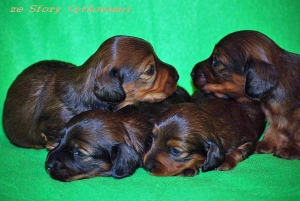 Dzieci Basima i Czarnej Mamby