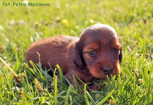 Pierwszy spacer Charlotte