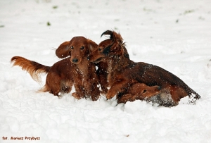 Harce na śniegu z Shergolem