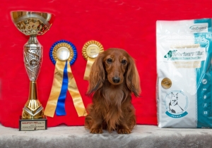 El-Maraya na wystawie w Pruszkowie